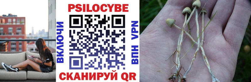 mega как зайти дарнет шоп Темников Псилоцибиновые грибы Cubensis